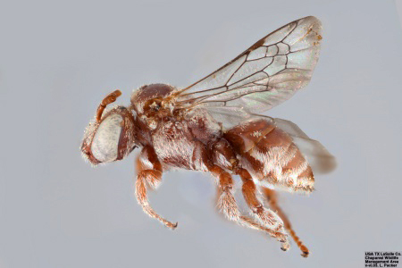 [Triopasites penniger female (lateral/side view) thumbnail]